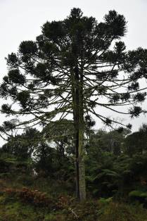 Araucária, árvore típica na região de Urubici - SC